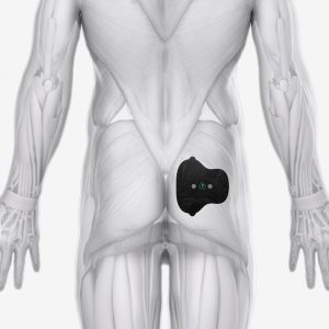 Halo Glute Pad Set 6-Pack